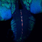 Immunofluorescent image of the ventral nerve cord of a Drosophila larva labeled with DSHB antibody C555.6D against Slit (red). Image Credit: Margret Shirinian, PMID: 31213988, Fig. 2A.